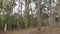 Eucalyptus Forest in Buenopolis