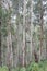 Eucalyptus Forest High Country Victoria 1