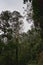 An eucalyptus forest on madeira, very tall green trees, Maderia Island, Portugal