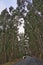 An eucalyptus forest on madeira, very tall green trees, Maderia Island, Portugal