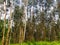 Eucalyptus forest monoculture in Portugal