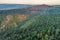 Eucalyptus forest recovering from fires.