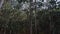Eucalyptus forest undergrowth