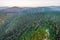 Eucalyptus forest in Yarra Ranges.