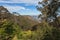 Eucalyptus forests in the Blue mountains, Katomba, Leura, Sydney