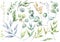 Eucalyptus and Greenery Watercolor Illustrations Set, Hand Painted Watercolor Plants and Leaves