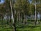 Eucalyptus grove with blooming anemones