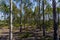 Eucalyptus grove with parallel trees revealing a path in the for