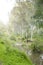 Eucalyptus grove after the rain