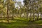 Eucalyptus grove in sunny day.Israel