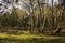 Eucalyptus grove in sunny day.Israel