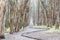 Eucalyptus Grove Wood Line on a rainy day