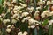 Eucalyptus gum flowers blossoming during summer