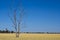 Eucalyptus Gum tree in hay meadow near Parkes, New South Wales, Australia.