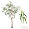 Eucalyptus Gum Tree Vector Illustration