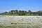 Eucalyptus Gum trees behind flower meadow near Parkes, New South Wales, Australia.