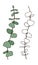 Eucalyptus handdrawn art. Nature interior print. Floral vector illustration. Tattoo line and color art.