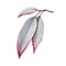 Eucalyptus leaf watercolor illustration. Natural organic herb realistic element. Hand drawn eucalyptus medical organic