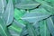 Eucalyptus leaves background