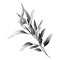 Eucalyptus leaves sketch vector graphics