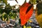 Eucalyptus leaves texture in the mountain