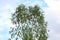 Eucalyptus leaves tree for manufacturing industry eucalyptus oil and paper, eucalyptus plantation shrubs green on sky background