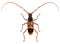 Eucalyptus long-horned beetle