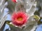 Eucalyptus macrocarpa flower, Western Australia