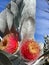 Eucalyptus macrocarpa or mottlecah mallee. Red blooming gum nuts with silver foliages