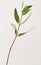 eucalyptus parvifolia branch with leaves