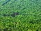 Eucalyptus plantation in Brazil - cellulose paper agriculture - birdseye drone view