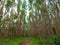 Eucalyptus plantation in Brazil - trees farming plantation cellulose