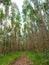 Eucalyptus plantation in Brazil - trees farming plantation cellulose