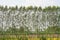 Eucalyptus plantations  in rice fields.