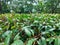 Eucalyptus plants that have started to grow in the Jogging Park