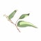 Eucalyptus plants. Rustic foliage branch with leaves and flowers for wedding invitation cards