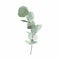 Eucalyptus plants. Rustic foliage branch with leaves for wedding invitation cards, decorative herbs collection.