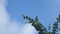 Eucalyptus plants with sky background