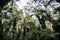 Eucalyptus plants into virgin forest