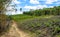 Eucalyptus production forest in Minas Gerais , Brazil.