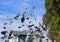 Eucalyptus pulverulenta shrub with exotic  silvery grey round leaves on branches on blue sky background. Known as the Silver-leave