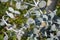 Eucalyptus pulverulenta shrub with exotic  silvery grey round leaves on branches close up.