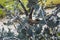 Eucalyptus pulverulenta shrub with exotic  silvery grey round leaves on branches close up.