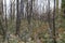 Eucalyptus pyrophyte trees sprouting after a wildfire