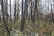 Eucalyptus pyrophyte trees sprouting after a wildfire