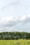 Eucalyptus row with cloudy skies.