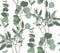 Eucalyptus seeded, silver dollar, baby blue tree leaves seamless pattern