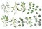 Eucalyptus silver dollar greenery, gum tree foliage natural leaves & branches designer art tropical elements set bundle photo. Ima