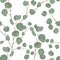 Eucalyptus silver dollar tree foliage natural branches with green leaves tropical seamless pattern.