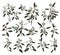 Eucalyptus silver, zerin, cineraria, greenery, gum tree foliage natural leaves and branches designer art tropical elements set